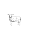 Lamb